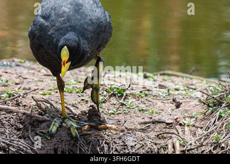 Fotografia ravvicinata frontale dettagliata di un adulto di Gallinula dalle fasce rosse (Fulica armillata) che cammina lungo una riva fangosa al limite dell'acqua Foto Stock