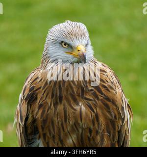 Un ritratto verticale in primo piano di un avvoltoio reale adulto (Milvus milvus) che guarda di lato in vista di profilo su uno sfondo verde sfocato. Foto Stock