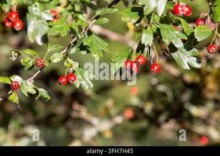 Primo piano di bacche di spina rossa luminose appese a rami frondosi verdi nella luce autunnale con uno sfondo morbido e sfocato. Foto Stock