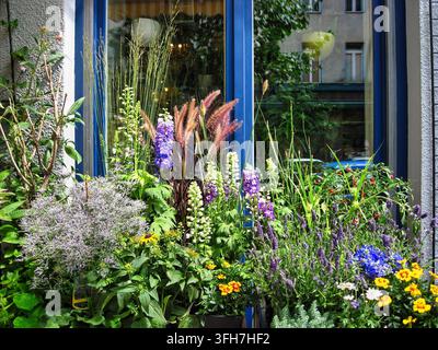 Piantagione colorata e densa in stile giardino di cottage davanti a una finestra blu, delphinium (Delphinium), lavanda (Lavandula), graminacee, perenni, sum Foto Stock