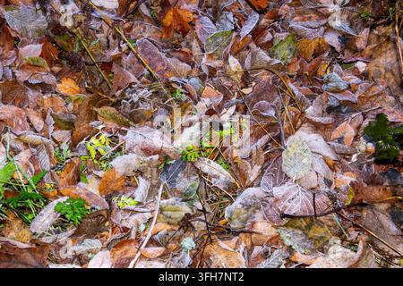 Foglie autunnali cadute ricoperte di brina mattutina sul terreno, creando un motivo invernale texture. Foto Stock