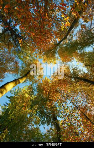Colorata chioma illuminata di faggi in autunno, con una bella luce del sole sulle foglie arancioni della foresta contro un cielo blu Foto Stock