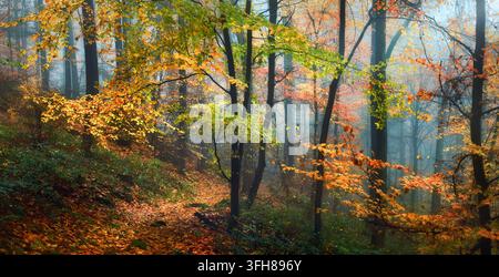 Vari colori autunnali e nebbia in una foresta scenografica con un sentiero. Una vista panoramica di un paesaggio autunnale sognante e pittorico. Foto Stock