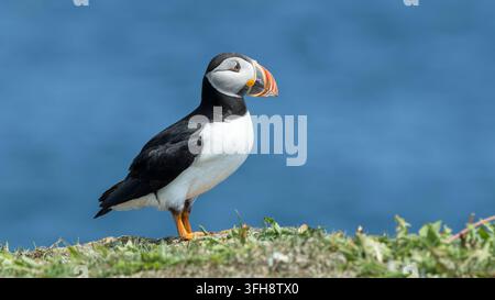 Puffino atlantico, Elliston, Terranova e Labrador Foto Stock