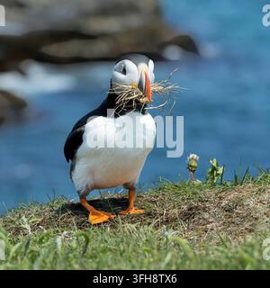 Puffino atlantico con materiale per il nido, Elliston, Terranova e Labrador Foto Stock