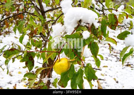Un melo sotto la neve. La prima neve nel giardino autunnale. Alberi da frutto in autunno. Foto Stock