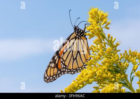 Una farfalla monarca (Danaus Plexippus) su fiori di verga d'oro (Solidago) nella contea di Lee, Iowa Foto Stock