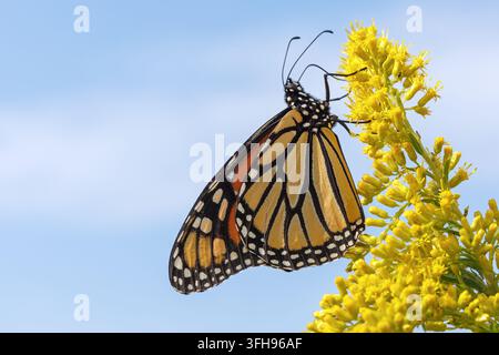 Una farfalla monarca (Danaus Plexippus) su fiori di verga d'oro (Solidago) nella contea di Lee, Iowa Foto Stock
