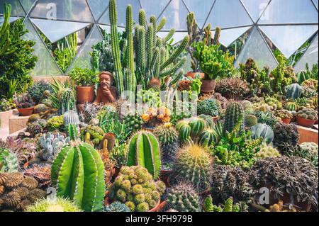 Giardino di cactus esotici con succulente rare in una serra di vetro Foto Stock