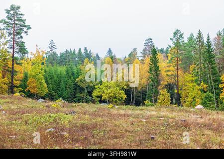 Taglio chiaro con una foresta mista in autunno Foto Stock