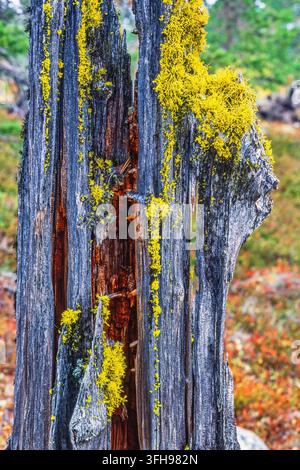 Licheni di lupo su un ceppo d'albero in una foresta in autunno Foto Stock