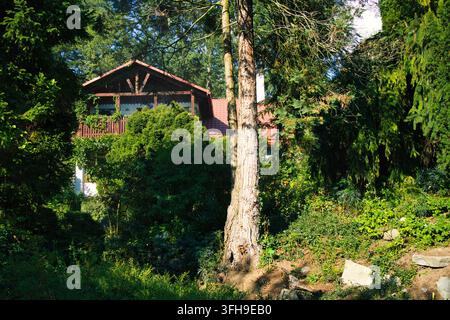 Capanna accogliente incastonata tra alti alberi. La luce del sole filtra attraverso una fitta chioma verde. Un sentiero di pietra conduce a una struttura in legno rustica. Arbusti rigogliosi incorniciano il w Foto Stock