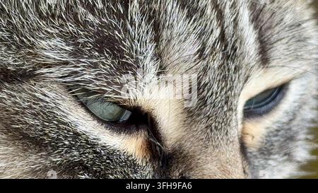 Un macroscatto dettagliato che cattura l'occhio e il pelo strutturato di un gatto tabby grigio con intensa concentrazione e dettagli nitidi. Foto Stock