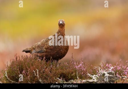 Maschio di gallo rosso, nome scientifico: Lagopus Lagopus Scotica, rivolto verso il davanti e in piedi tra l’erica in fiore su una brughiera gestita per le gallinule nella Swaledale Foto Stock