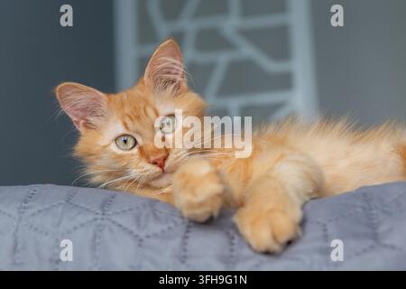 Gatto zenzero sdraiato su una coperta in casa Foto Stock