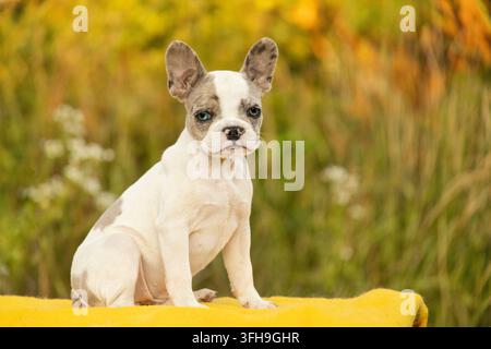 Raro cucciolo di bulldog francese merle con eterochromia seduto all'aperto Foto Stock