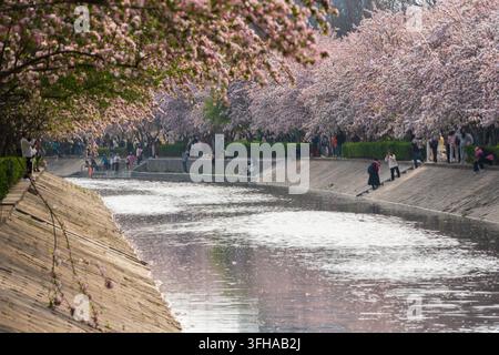 Paesaggio primaverile lungo il fiume con fiori di melo in fiore Foto Stock