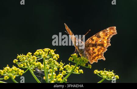 Polygonia c-album, comunemente noto come farfalla Comma, si posa su fiori gialli vibranti mostrando il suo motivo alare unico nella luce calda del pomeriggio Foto Stock