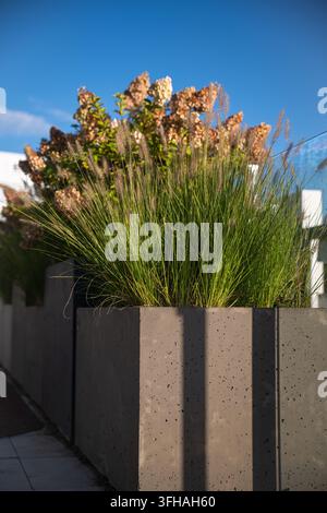 Un moderno vaso in cemento pieno di alta erba ornamentale a fontana su una terrazza panoramica contemporanea contro un cielo azzurro limpido in una giornata luminosa Foto Stock