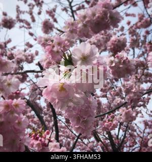 Fiori di ciliegio rosa (Prunus serrulata) coprono densamente i rami, creando una lussureggiante chioma a Vienna, Austria. Le delicate fioriture mostrano petali rosa morbido Foto Stock