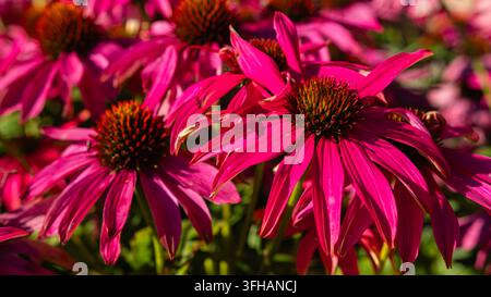 Vivaci fiori di coneflower magenta in fiore in un giardino illuminato dal sole Foto Stock