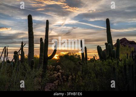 Alti cactus saguaro si ergono sopra una fitta vegetazione desertica contro nuvole stratificate e la calda luce dorata del tramonto, creando un paesaggio arido distintivo. Foto Stock