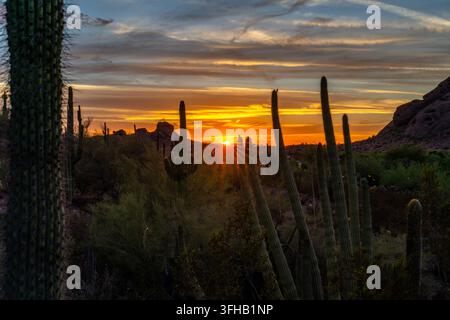 Il sole arancione brillante tramonta dietro alti cactus in silhouette, una fitta vegetazione desertica e colline rocciose sotto nuvole stratificate in un ampio paesaggio serale. Foto Stock