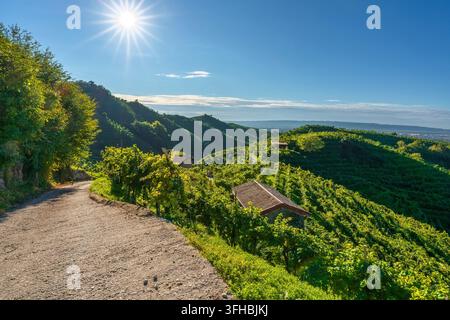 Vista mattutina di una strada di campagna che si snoda tra ripidi vigneti di Prosecco con stella solare a Valdobbiadene. Treviso, Veneto, Italia Foto Stock