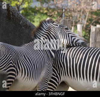 Due zebre di Grevy (Equus grevyi) in piedi vicine, una con la testa appoggiata sulla schiena dell’altra, mostrando le loro strette strisce nere e bianche Foto Stock