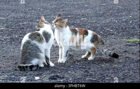 Due gatti randagi calico e tigrati che interagiscono su una strada all'aperto in Sicilia, Italia Foto Stock