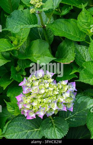 Hydrangea macrophylla Bela, grappoli di fiori a forma di cupola, dal rosa al blu cielo a seconda del pH del terreno Foto Stock