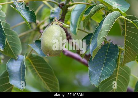 Juglans regia, noce comune, noce inglese, noce persiana, involucro verde e carnoso che circonda il frutto sull'albero Foto Stock