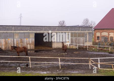 Due cavalli baioni vagano in un recinto recintato coperto di fango in una stalla di campagna, trasmettendo l'atmosfera autentica di un ambiente agricolo Foto Stock