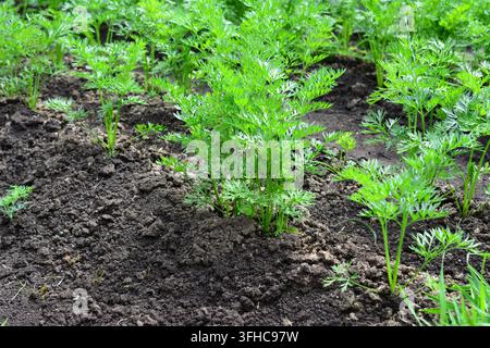 Carote giovani che crescono in un terreno di giardino ricco, spazio per la copia Foto Stock