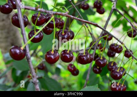 Ciliegie acide mature appese a un ramo di albero in giardino, vista frontale Foto Stock
