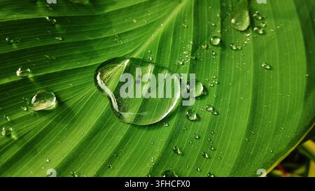 Mumbai-India-15 settembre 2026: foglia verde vibrante ricoperta da numerose gocce d'acqua chiare di varie dimensioni, sembra mostrare una vista macro dell'acqua Foto Stock