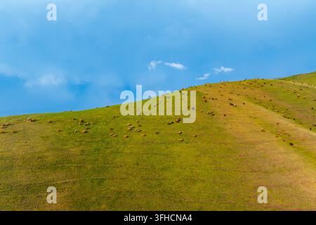 grande mandria di pecore allevate a pascolo libero che pascolano su una collina verde e rigogliosa. Un cielo blu brillante con nuvole soffici valorizza il sereno paesaggio rurale. Foto Stock