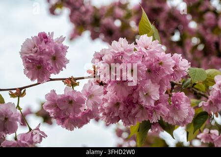 Prunus serrulata* ‘Kanzan’ è uno degli alberi di ciliegio giapponesi più noti utilizzati come albero ornamentale. I fiori assomigliano a piccole rose. Foto Stock