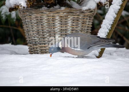 Un piccione di legno cerca cibo in un giardino coperto di neve Foto Stock