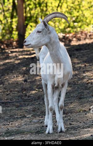 Giovane capretto bianco con corna in piedi all'aperto alla luce del sole Foto Stock
