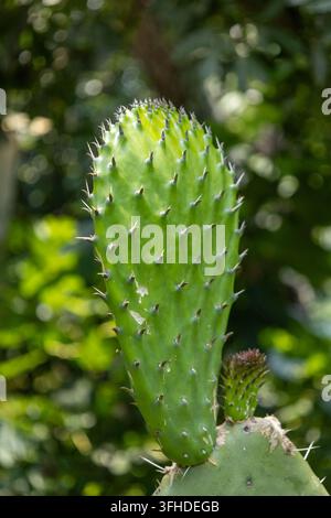 Primo piano di un giovane pad di fico d'India (Opuntia) con spine affilate su uno sfondo sfocato verde morbido, texture naturale e modello di crescita Foto Stock