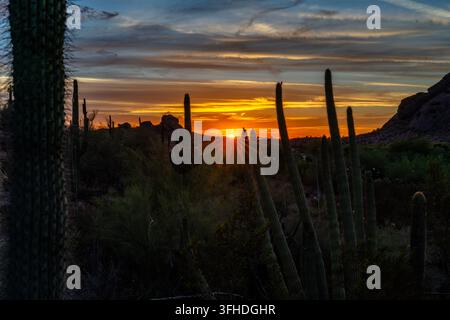 Alte saguaro e vegetazione desertica fitta incorniciano il sole al tramonto sotto nuvole stratificate arancioni e grigie, con colline rocciose visibili lungo l'orizzonte Foto Stock