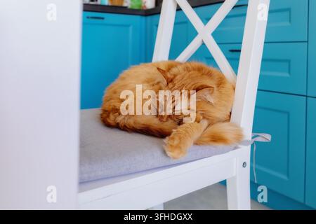 Gatto zenzero che dorme su una sedia al chiuso Foto Stock