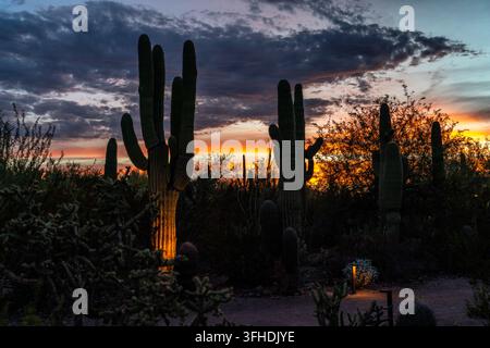 Alti cactus saguaro e fitta vegetazione desertica formano silouetti scuri contro la luce arancione del tramonto e le nuvole stratificate in un paesaggio arido all'aperto. Foto Stock