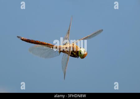Fotografia macro di una libellula dagli occhi verdi (Aeshna isoceles) in volo nel cielo azzurro. Foto Stock