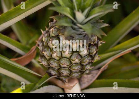 Una fotografia macro dettagliata che cattura un piccolo ananas nano immaturo (Ananas nanus) che matura tra le sue foglie verdi appuntite e spinose. Foto Stock
