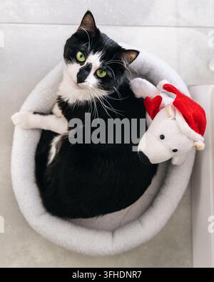 Gatto bianco e nero che riposa in un letto accogliente con un giocattolo Foto Stock