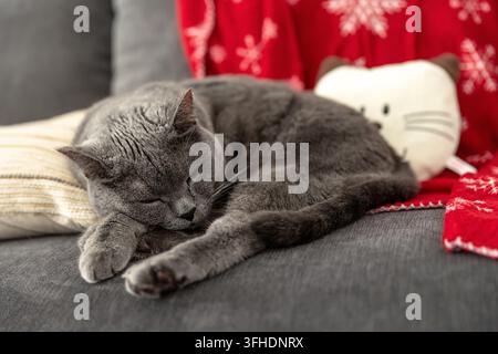 Gatto grigio che dorme sul divano con decorazioni natalizie Foto Stock