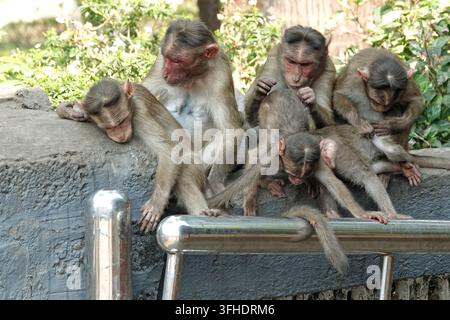 Un gruppo di macachi Bonnet (Macaca radiata) che si puliscono e interagiscono su un muro di pietra in India, concetto di comportamento sociale delle scimmie selvatiche Foto Stock