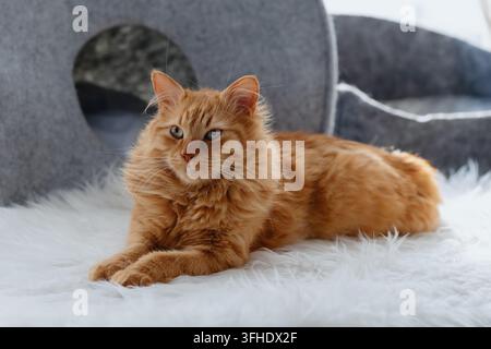 Gatto arancione e soffice che si rilassa su una coperta bianca al chiuso Foto Stock